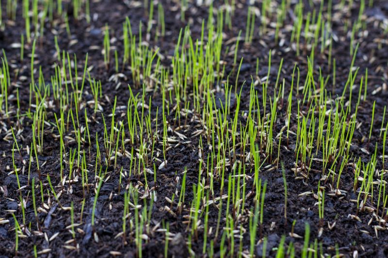Grass Planting detail