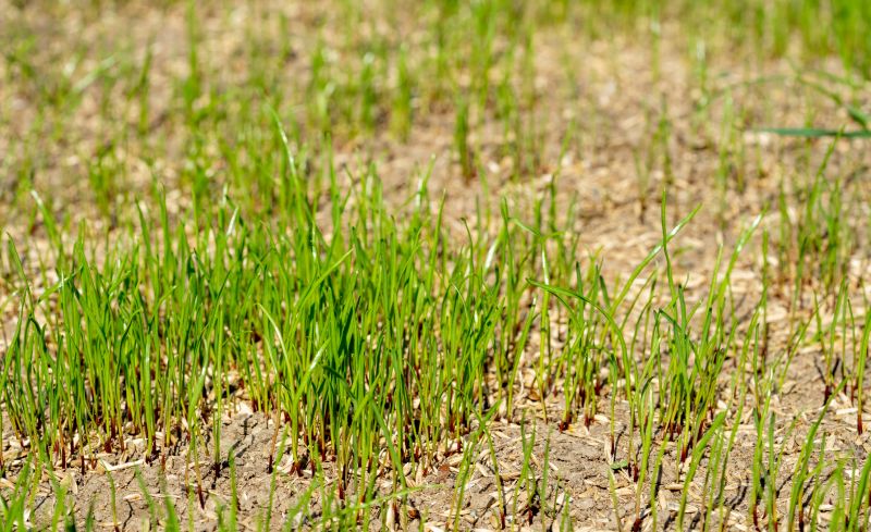 Residential Grass Seeding