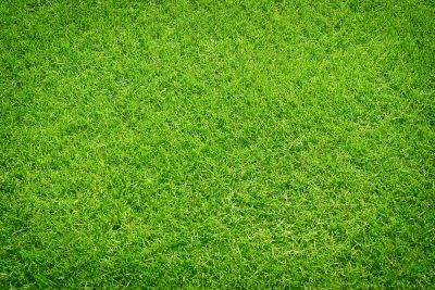 Give a Green, Fresh Look!